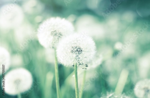 Dandelion flower blowballs floral field, soft blurred natural background, green and blue toned. 