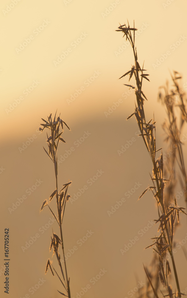 Delicate wild grass backlit in the morning sun with bokeh reflections Delicate wild grass backlit in the morning sun with bokeh reflections