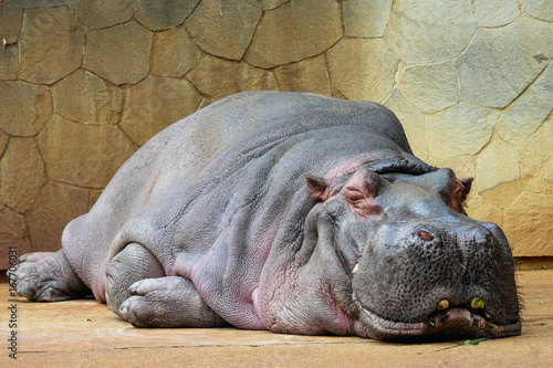 Fototapeta カバの昼寝