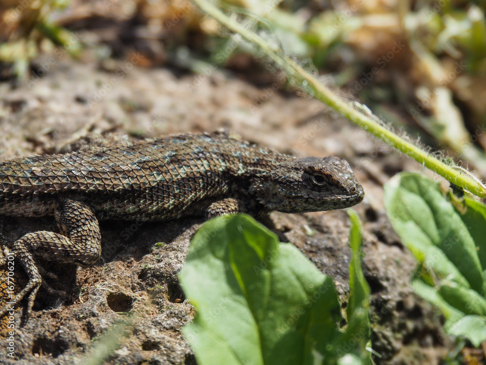 Close-up of a lizard sitting on a stone