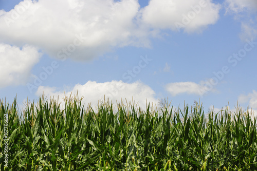 Indiana corn growing under summer skies.
