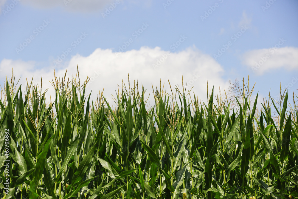 Indiana corn growing under summer skies. Indiana corn growing under summer skies.