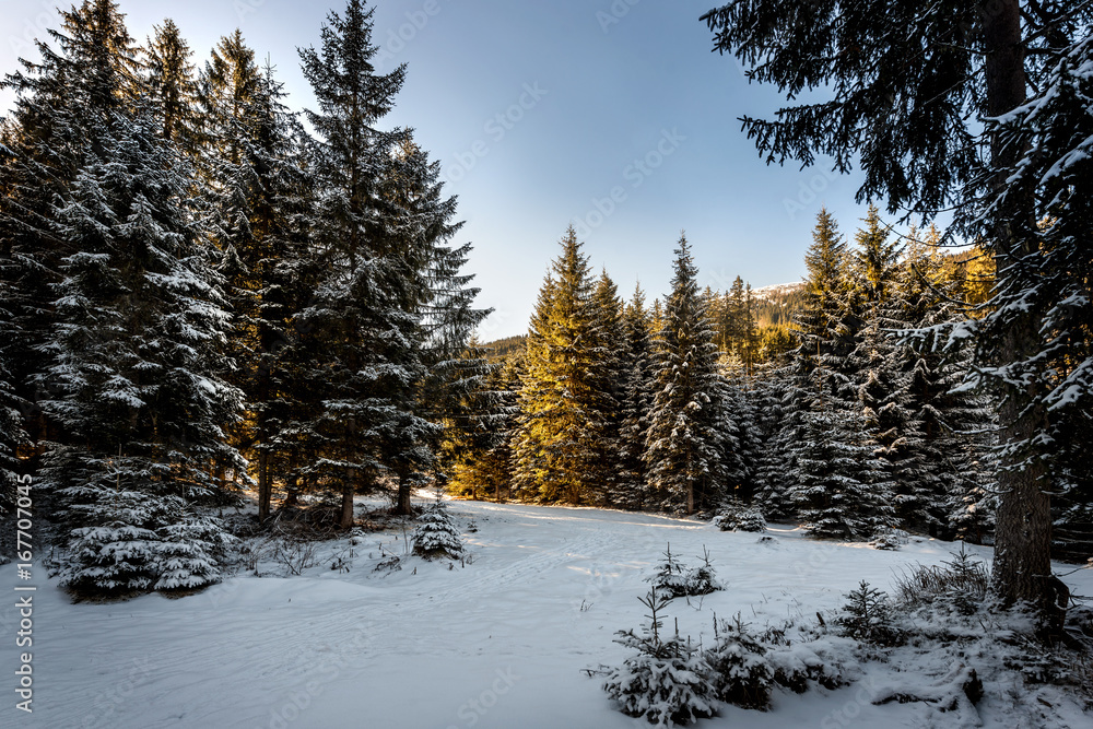 Winter forest in the mountains Winter forest in the mountains