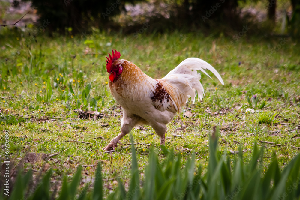 Fototapeta premium rooster