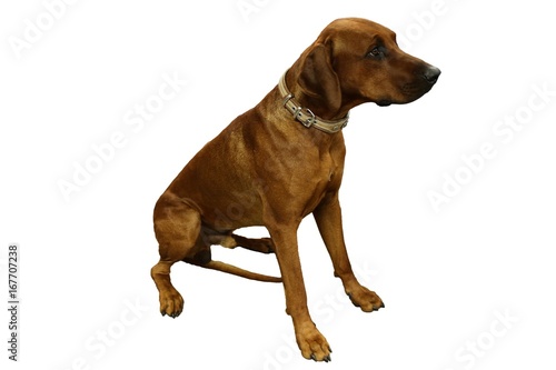 Rhodesian Ridgeback isoliert vor wei  em Hintergrund