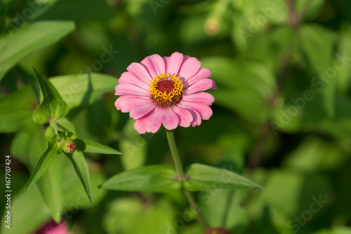 large pink flower-zinnia of the family Asteraceae on the bright blurred green background with flower spots and bokeh