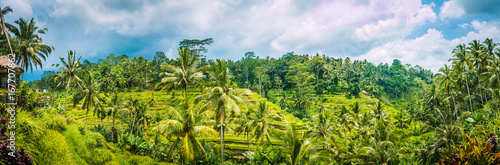 Wide shot of amazing Tegalalang Rice Terrace field covered with coconut palm trees and cloudy sky, Ubud, Bali, Indonesia
