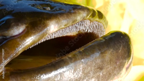 Mouth and teeth of european catfish, Silurus Glanis, wels, siluro photo