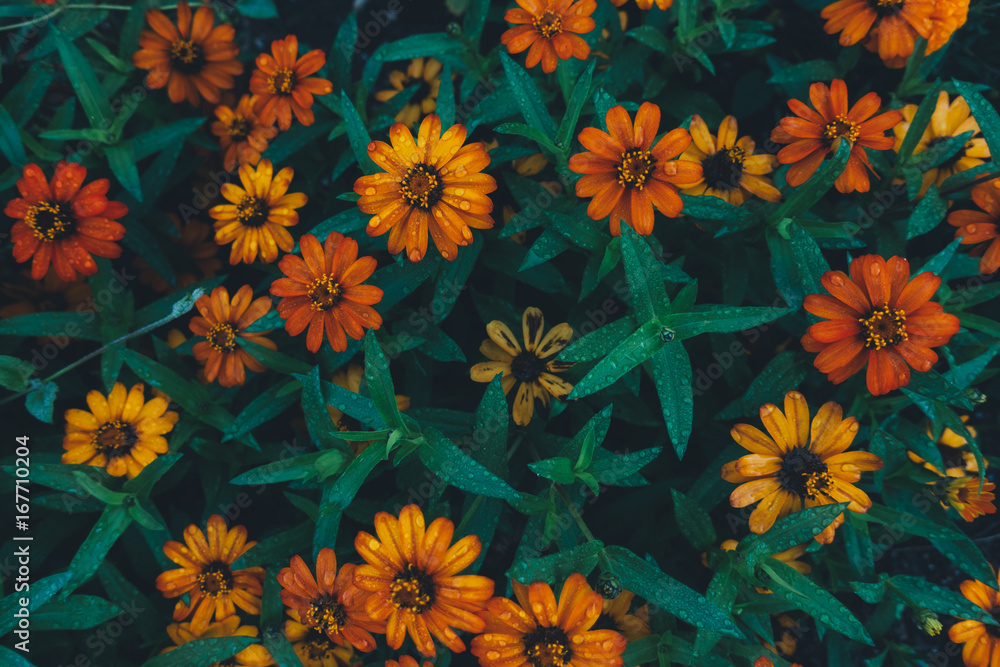 Obraz premium Flower Bed With Colorful Flowers