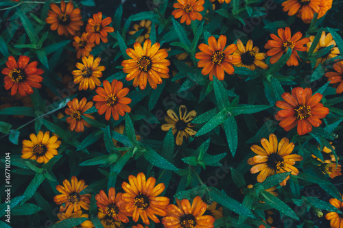 Flower Bed With Colorful Flowers