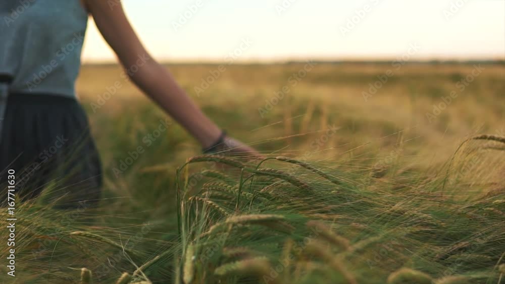 Female hand touching wheat in the field Female hand touching wheat in the field