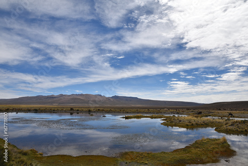 Lac de l'altiplano andin au Pérou