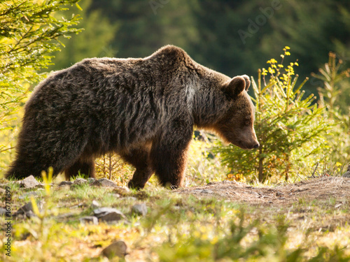 Eurasian brown bear - Ursus actor actor - Slovakia