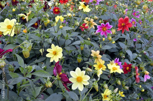 Fototapeta Naklejka Na Ścianę i Meble -  Beautiful, garden dahlias of different colors