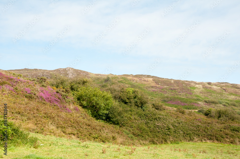 Fototapeta premium Wild heather in West Cork