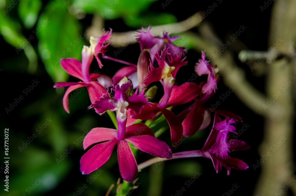 Obraz premium Lindas flores