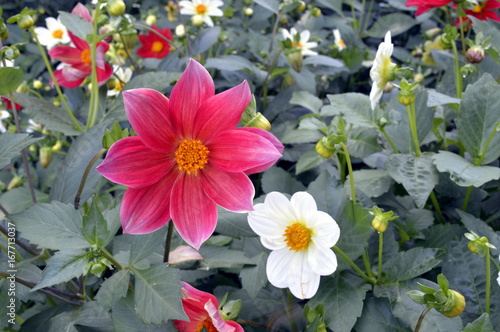 Fototapeta Naklejka Na Ścianę i Meble -  Beautiful, garden dahlias of different colors