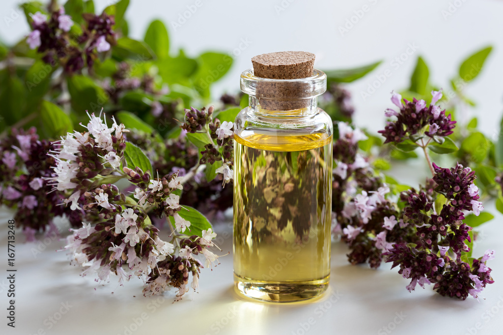 A bottle of oregano essential oil with blooming oregano A bottle of oregano essential oil with blooming oregano