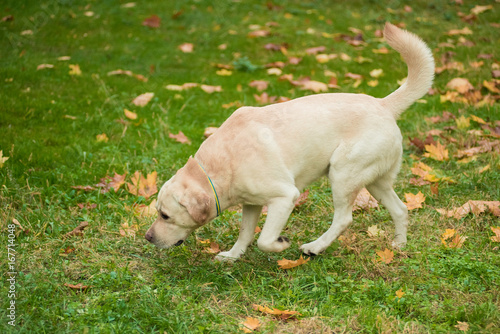 White labrador retriever in autumn park