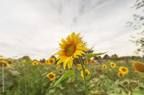 Sommenblume im Vordergrund