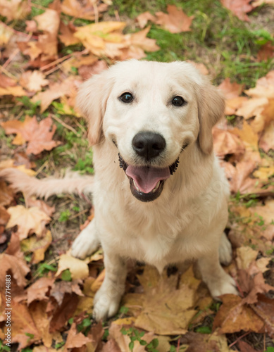 Golden retriever pet outdoors in autumn time