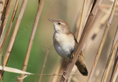 Savi's warbler (Locustella luscinioides) on the reed photo