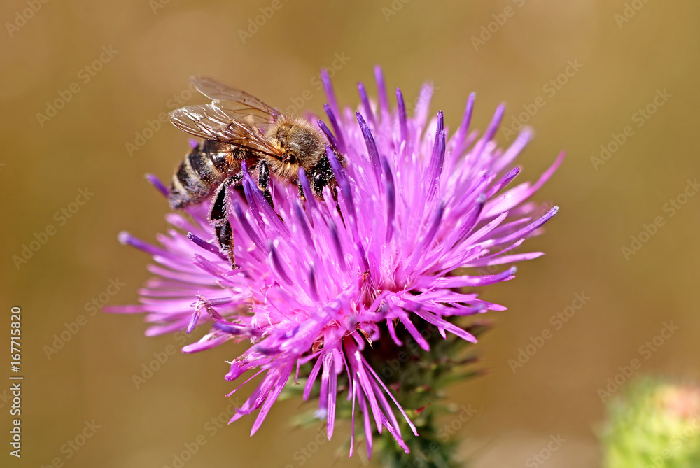 Bee on the purple flower Bee on the purple flower