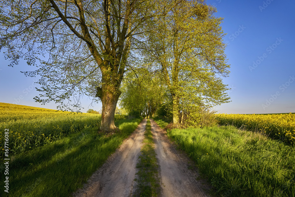 Country road,green trees and sun.Poland around Sztum, Pomerania Country road,green trees and sun.Poland around Sztum, Pomerania