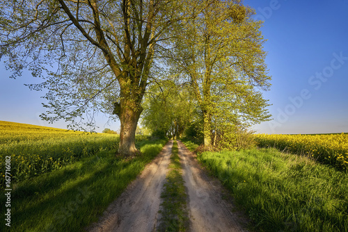 Country road,green trees and sun.Poland around Sztum, Pomerania