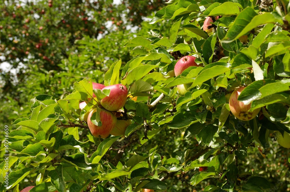 Les pommes du verger