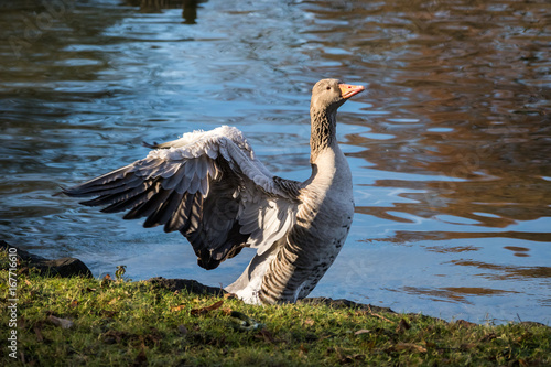 Graugans putzt sich photo