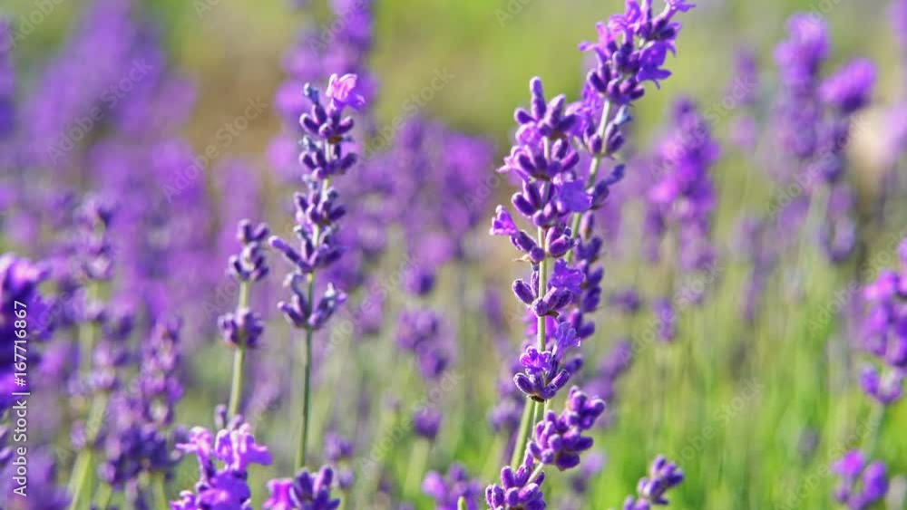 Extreme close up of lavender flowers. Lavender field in Crimea on the background in soft focus. Lavandula flowers swaying in the wind. Sunny summer afternoon. 4k UHD Extreme close up of lavender flowers. Lavender field in Crimea on the background in soft focus. Lavandula flowers swaying in the wind. Sunny summer afternoon. 4k UHD