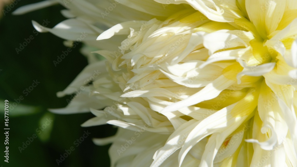 Obraz premium dahlia