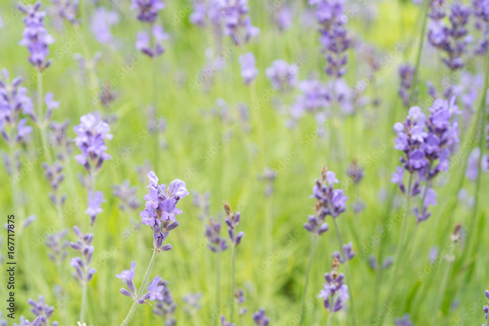 Lavender flower Field in the summer background Lavender flower Field in the summer background
