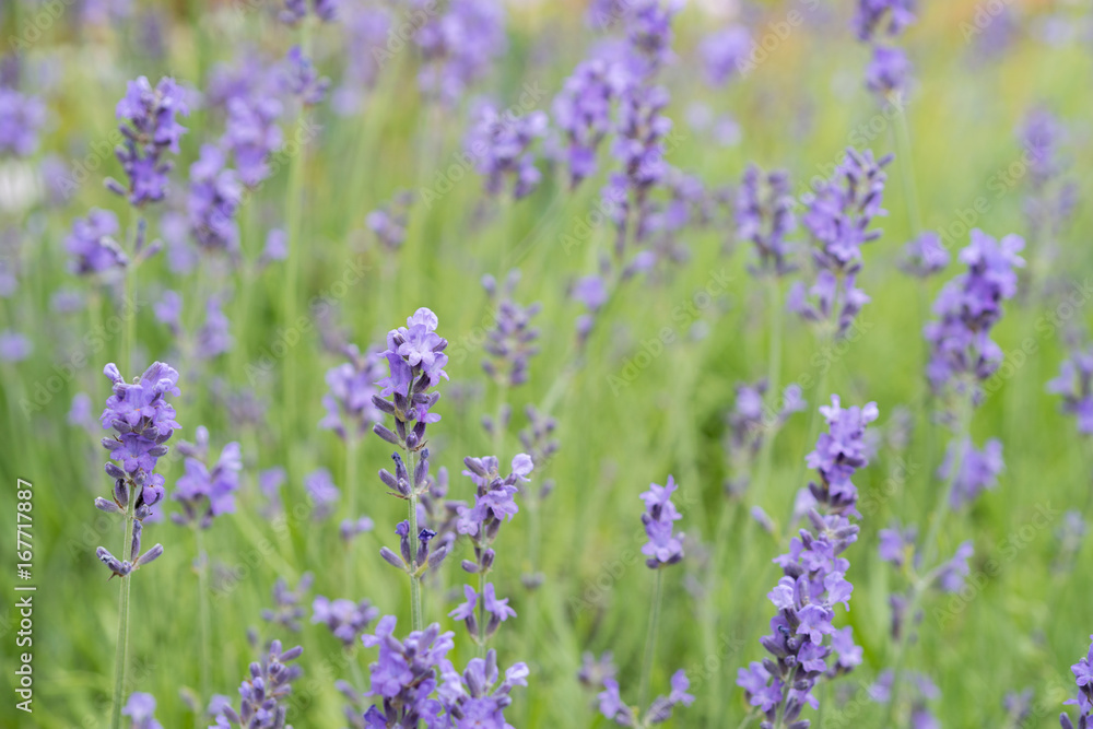 Lavender flower Field in the summer background Lavender flower Field in the summer background