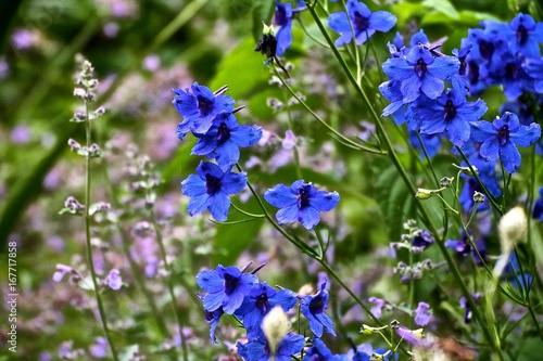 Blue flowers in herbaceous border