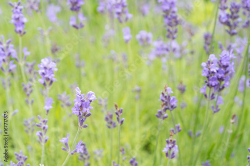 Lavender flower Field in the summer background
