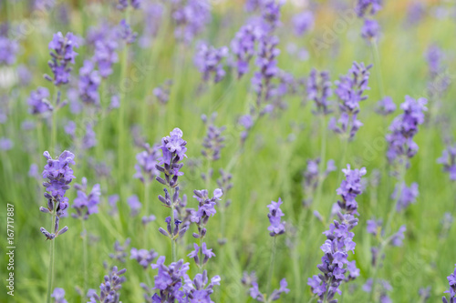 Lavender flower Field in the summer background © azurita