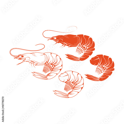 Shrimp 
