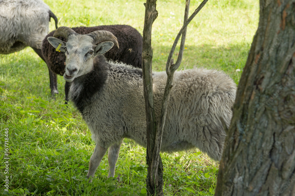 Heidschnucken Heidschnucken