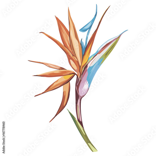 Strelitzia isolated on white background. Tropical set, Watercolor sketch object. EPS 10