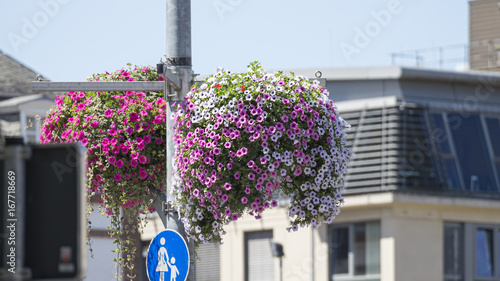 Blumendekoration Innenstadt. photo