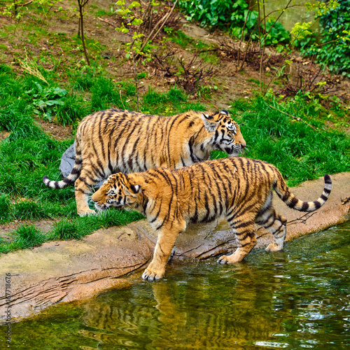 Two young tigers. Tiger Cub