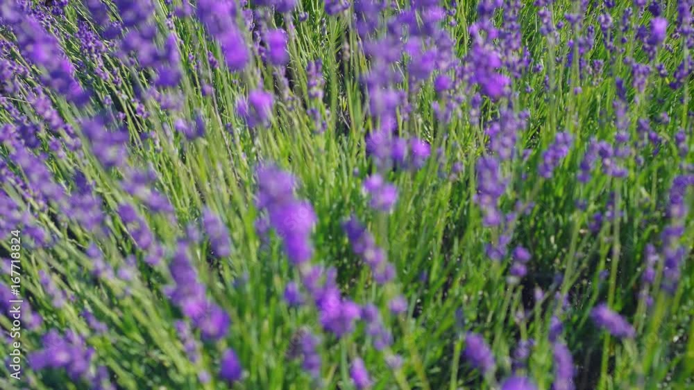 Close up tilt shot of lavender flowers. Lavender field on the background in soft focus. Lavandula flowers swaying in the wind. Sunny summer afternoon. Tilt from the ground to the horizon. 4k UHD Close up tilt shot of lavender flowers. Lavender field on the background in soft focus. Lavandula flowers swaying in the wind. Sunny summer afternoon. Tilt from the ground to the horizon. 4k UHD