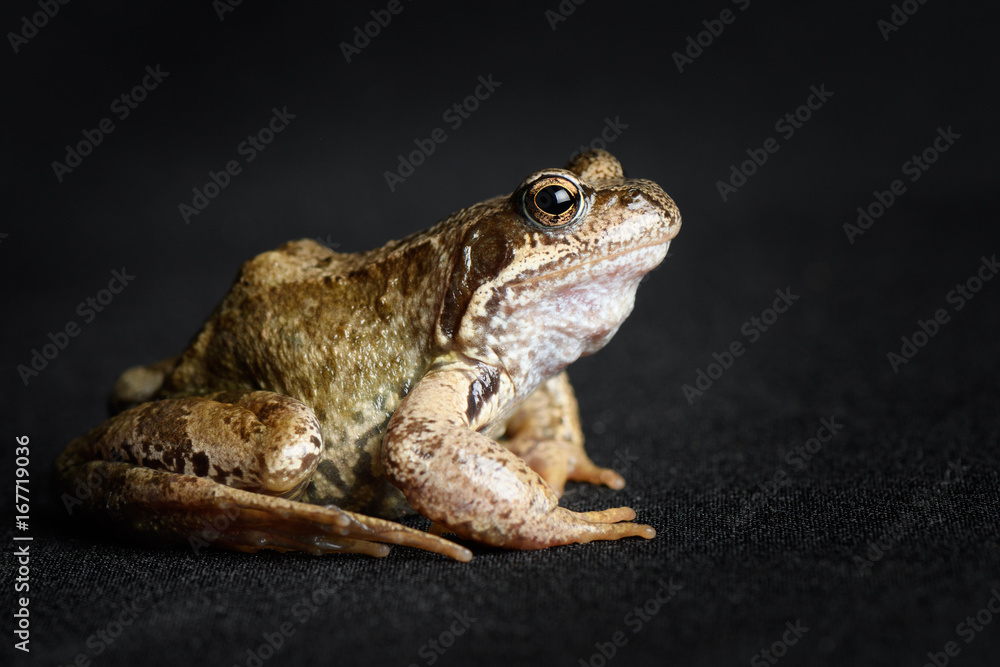 Frog swamp in profile isolated on black background Frog swamp in profile isolated on black background
