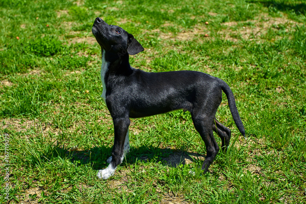 Dog playing outside smiles. Happy Dog. A beautiful puppy dog Dog playing outside smiles. Happy Dog. A beautiful puppy dog