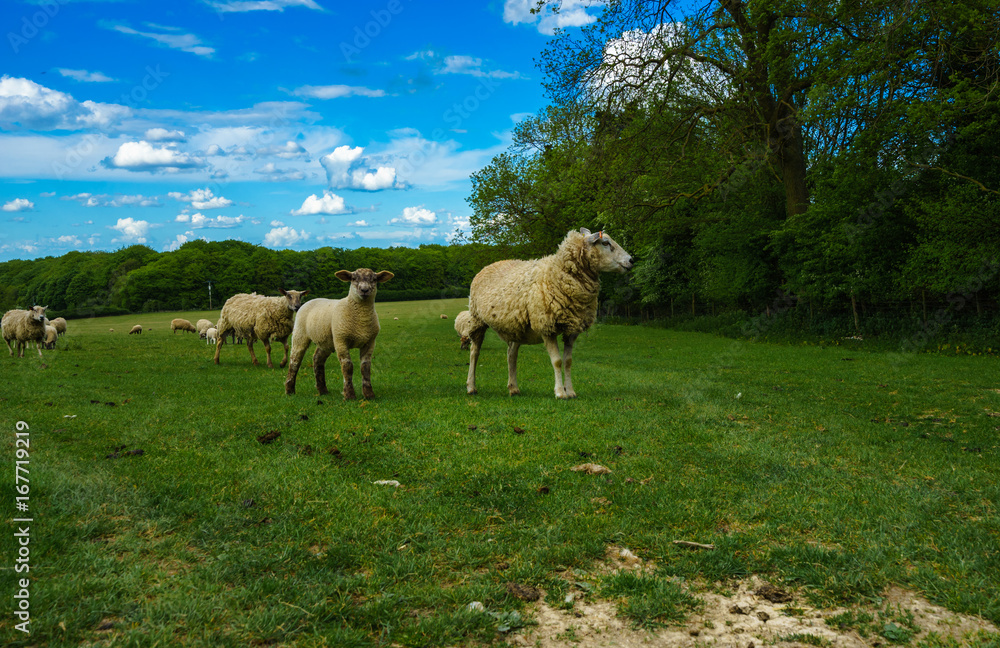 Fototapeta premium Herd of sheep on beautiful green meadow