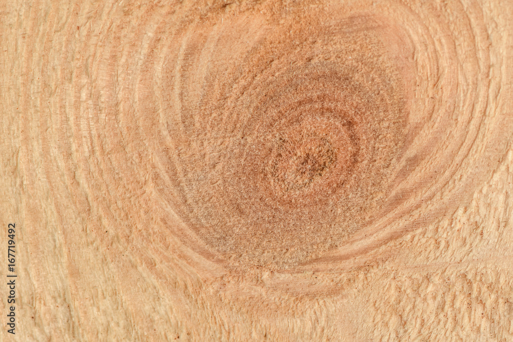 Cut a piece of wood with a twig closeup