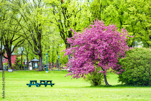Colorful pink or purple crabapple tree in green plaines d'Abraham park in morning during summer in Quebec City, Canada photo