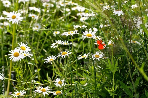Daisies and a red Poppy 